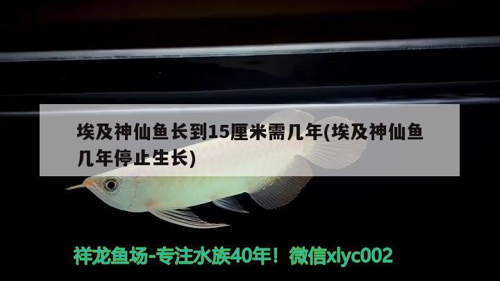 埃及神仙鱼长到15厘米需几年(埃及神仙鱼几年停止生长) 埃及神仙鱼