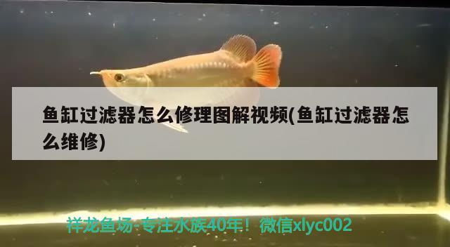 鱼缸过滤器怎么修理图解视频(鱼缸过滤器怎么维修)