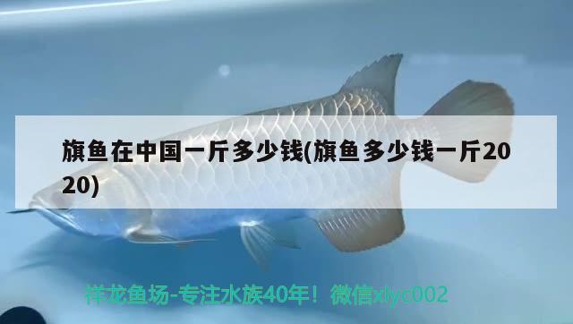 旗鱼在中国一斤多少钱(旗鱼多少钱一斤2020) 观赏鱼