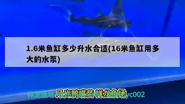 1.6米鱼缸多少升水合适(16米鱼缸用多大的水泵) 水族杂谈