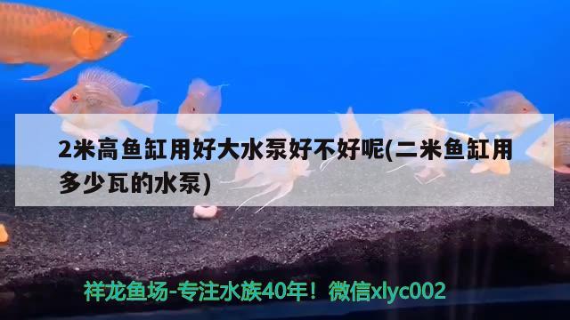 2米高鱼缸用好大水泵好不好呢(二米鱼缸用多少瓦的水泵) 大白鲨鱼