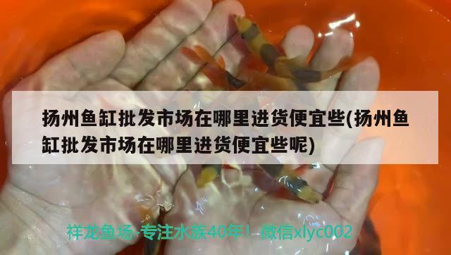 扬州鱼缸批发市场在哪里进货便宜些(扬州鱼缸批发市场在哪里进货便宜些呢) 斑马鸭嘴鱼