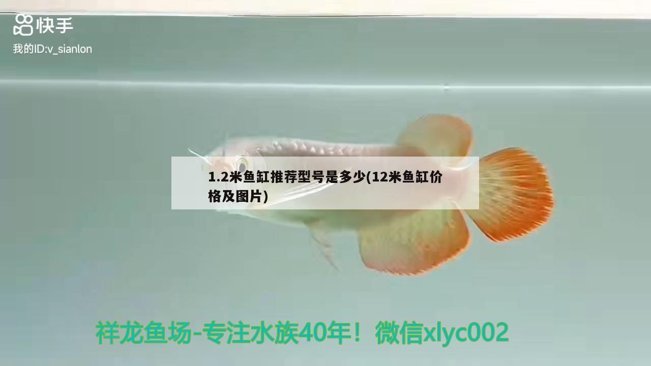 1.2米鱼缸推荐型号是多少(12米鱼缸价格及图片) 魟鱼