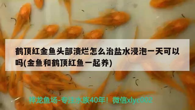 鹤顶红金鱼头部溃烂怎么治盐水浸泡一天可以吗(金鱼和鹤顶红鱼一起养) 观赏鱼