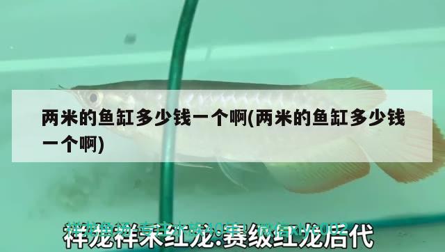 两米的鱼缸多少钱一个啊(两米的鱼缸多少钱一个啊) 广州观赏鱼鱼苗批发市场