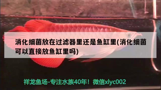 消化细菌放在过滤器里还是鱼缸里(消化细菌可以直接放鱼缸里吗)