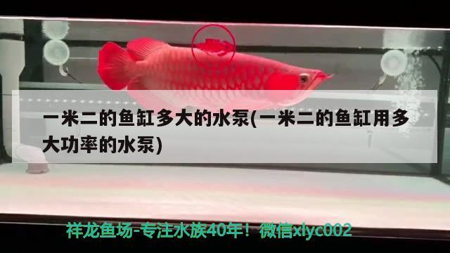 一米二的鱼缸多大的水泵(一米二的鱼缸用多大功率的水泵) 水族杂谈 第1张