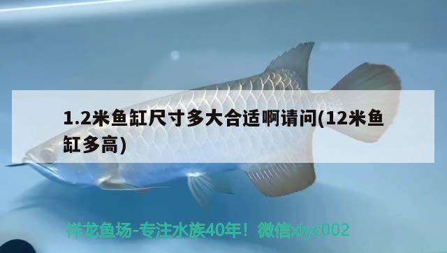 1.2米鱼缸尺寸多大合适啊请问(12米鱼缸多高) 黄吉金龙（白子金龙鱼）