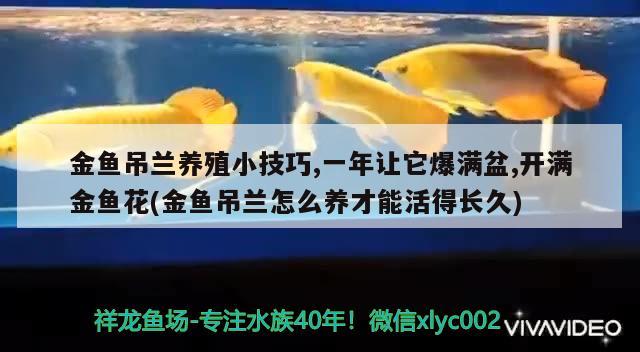 金鱼吊兰养殖小技巧,一年让它爆满盆,开满金鱼花(金鱼吊兰怎么养才能活得长久)