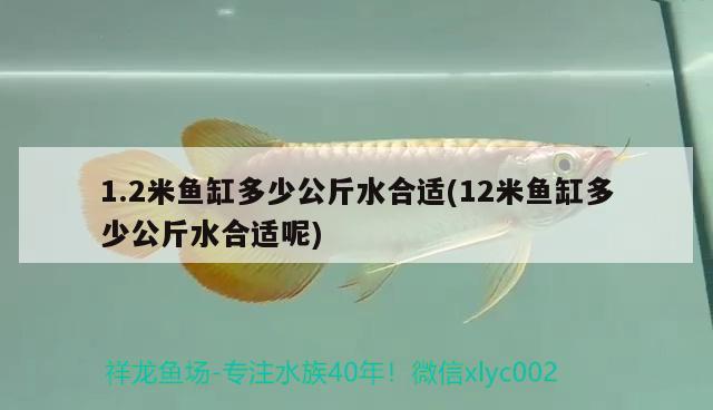 1.2米鱼缸多少公斤水合适(12米鱼缸多少公斤水合适呢) 2024第28届中国国际宠物水族展览会CIPS（长城宠物展2024 CIPS）