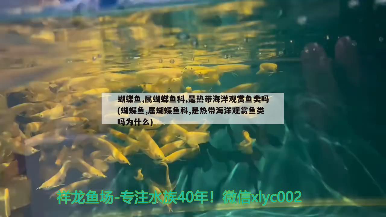 蝴蝶鱼,属蝴蝶鱼科,是热带海洋观赏鱼类吗(蝴蝶鱼,属蝴蝶鱼科,是热带海洋观赏鱼类吗为什么)