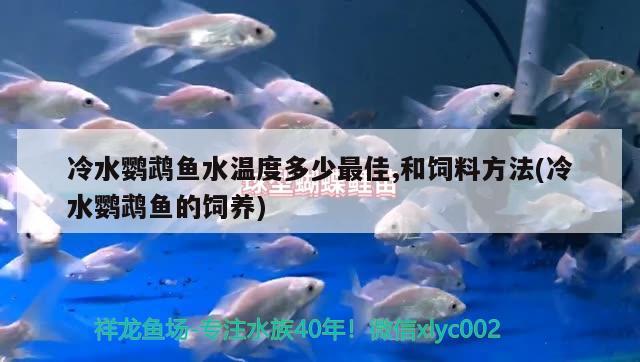 冷水鹦鹉鱼水温度多少最佳,和饲料方法(冷水鹦鹉鱼的饲养) 鹦鹉鱼