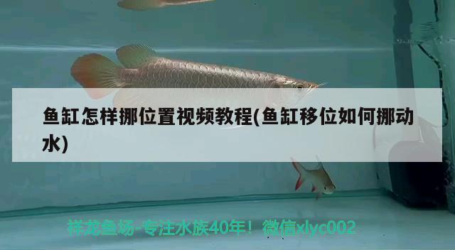 鱼缸怎样挪位置视频教程(鱼缸移位如何挪动水) 超血红龙鱼