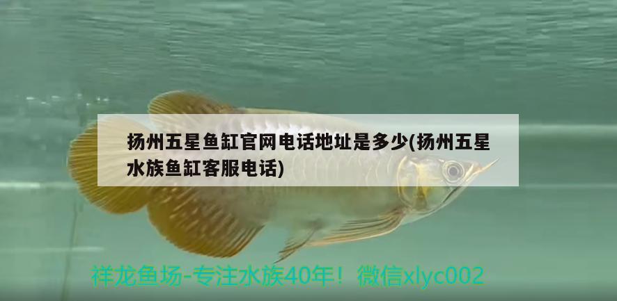 扬州五星鱼缸官网电话地址是多少(扬州五星水族鱼缸客服电话)