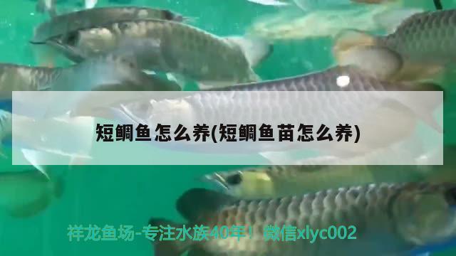 短鲷鱼怎么养(短鲷鱼苗怎么养) 观赏鱼