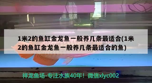 1米2的鱼缸金龙鱼一般养几条最适合(1米2的鱼缸金龙鱼一般养几条最适合的鱼)