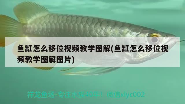 鱼缸怎么移位视频教学图解(鱼缸怎么移位视频教学图解图片) iwish爱唯希品牌鱼缸