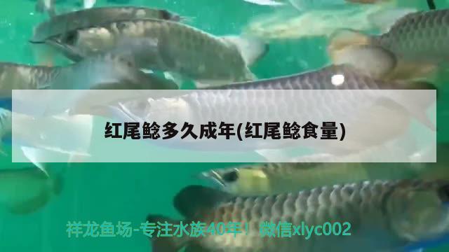 红尾鲶多久成年(红尾鲶食量)