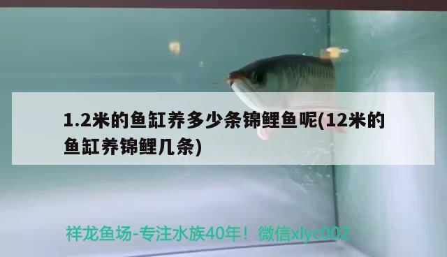 1.2米的鱼缸养多少条锦鲤鱼呢(12米的鱼缸养锦鲤几条) 金龙鱼粮