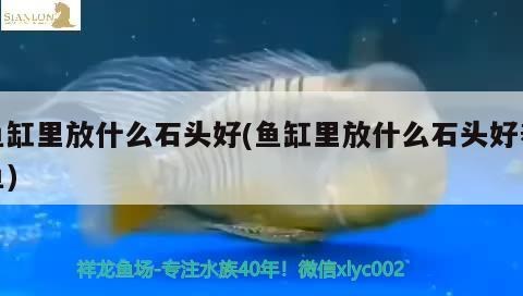 鱼缸里放什么石头好(鱼缸里放什么石头好养鱼)