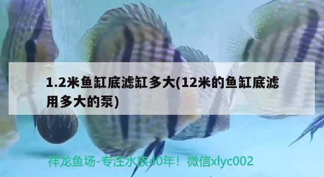 1.2米鱼缸底滤缸多大(12米的鱼缸底滤用多大的泵) 红头利鱼