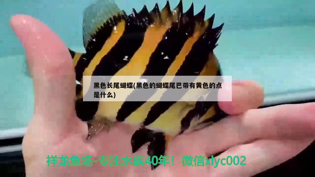 黑色长尾蝴蝶(黑色的蝴蝶尾巴带有黄色的点是什么) 蝴蝶鲤