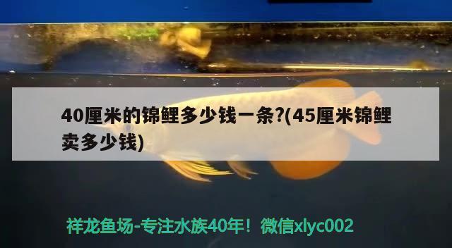 40厘米的锦鲤多少钱一条?(45厘米锦鲤卖多少钱) 观赏鱼