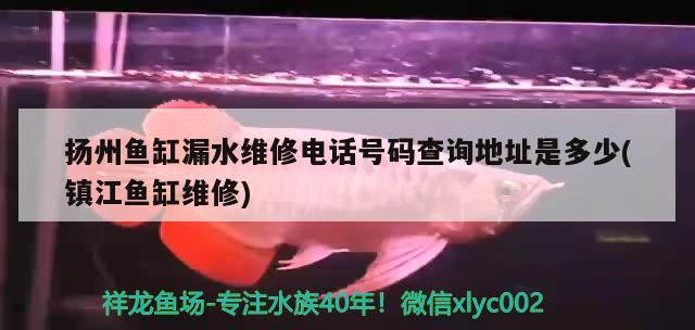 扬州鱼缸漏水维修电话号码查询地址是多少(镇江鱼缸维修) 豹纹夫鱼苗