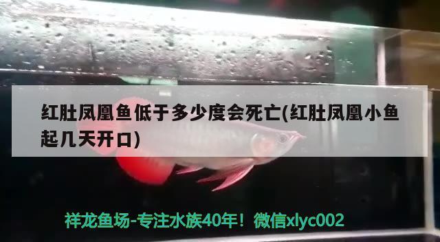 红肚凤凰鱼低于多少度会死亡(红肚凤凰小鱼起几天开口) 观赏鱼