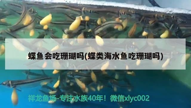 蝶鱼会吃珊瑚吗(蝶类海水鱼吃珊瑚吗) 海水鱼