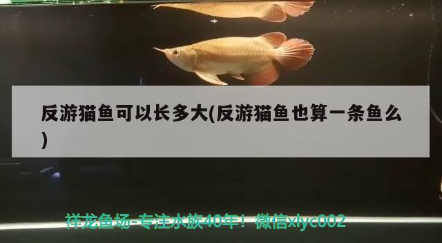 反游猫鱼可以长多大(反游猫鱼也算一条鱼么)