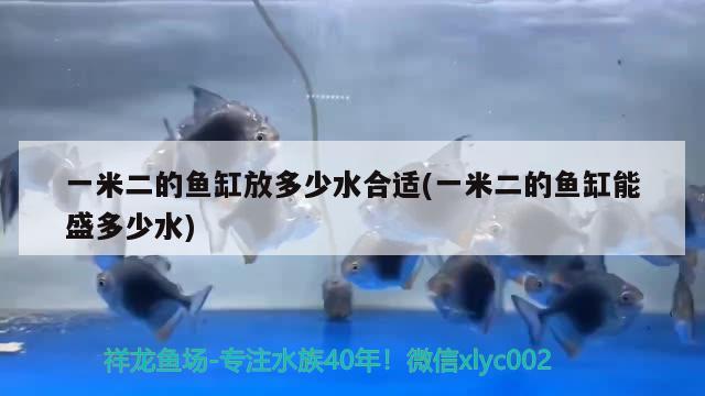 一米二的鱼缸放多少水合适(一米二的鱼缸能盛多少水) 金老虎鱼