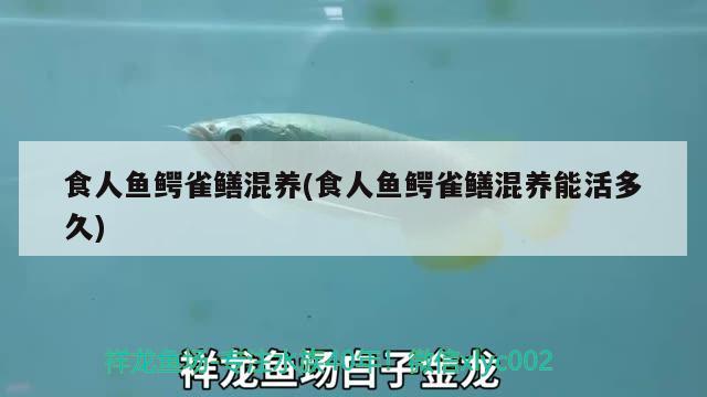 食人鱼鳄雀鳝混养(食人鱼鳄雀鳝混养能活多久) 食人鱼（水虎）