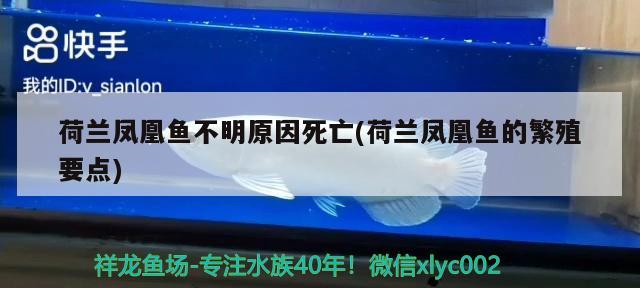 荷兰凤凰鱼不明原因死亡(荷兰凤凰鱼的繁殖要点)