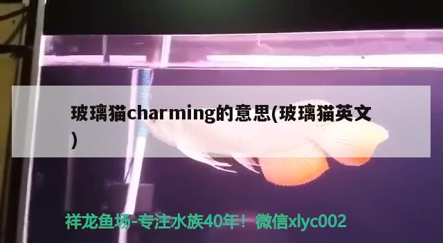 玻璃猫charming的意思(玻璃猫英文)