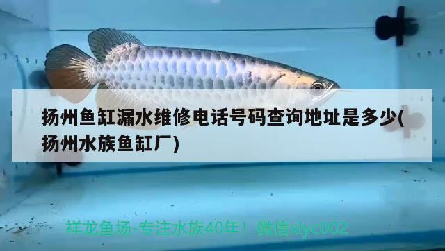 扬州鱼缸漏水维修电话号码查询地址是多少(扬州水族鱼缸厂)