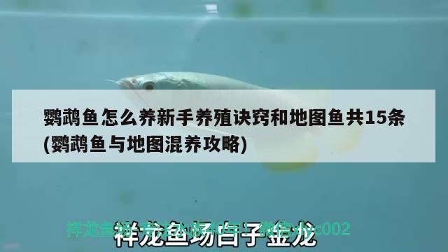 鹦鹉鱼怎么养新手养殖诀窍和地图鱼共15条(鹦鹉鱼与地图混养攻略) 鹦鹉鱼