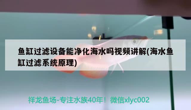 鱼缸过滤设备能净化海水吗视频讲解(海水鱼缸过滤系统原理)