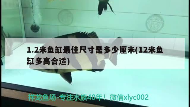 1.2米鱼缸最佳尺寸是多少厘米(12米鱼缸多高合适) 白子金龙鱼