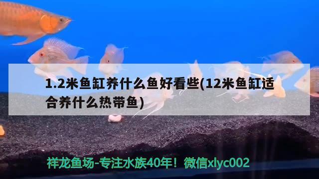 1.2米鱼缸养什么鱼好看些(12米鱼缸适合养什么热带鱼)