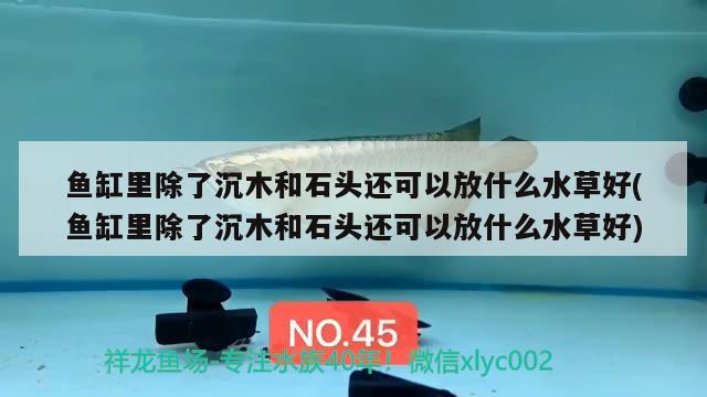 鱼缸里除了沉木和石头还可以放什么水草好(鱼缸里除了沉木和石头还可以放什么水草好)