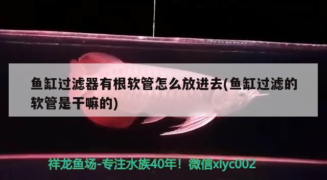 鱼缸过滤器有根软管怎么放进去(鱼缸过滤的软管是干嘛的) 蝴蝶鲤