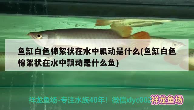 鱼缸白色棉絮状在水中飘动是什么(鱼缸白色棉絮状在水中飘动是什么鱼) 铁甲武士