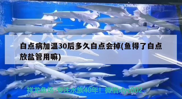 白点病加温30后多久白点会掉(鱼得了白点放盐管用嘛)