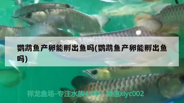 鹦鹉鱼产卵能孵出鱼吗(鹦鹉鱼产卵能孵出鱼吗) 鹦鹉鱼