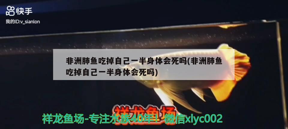 非洲肺鱼吃掉自己一半身体会死吗(非洲肺鱼吃掉自己一半身体会死吗) 肺鱼