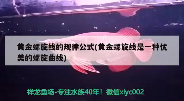 黄金螺旋线的规律公式(黄金螺旋线是一种优美的螺旋曲线)