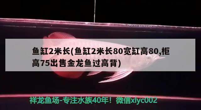 鱼缸2米长(鱼缸2米长80宽缸高80,柜高75出售金龙鱼过高背) 水温计