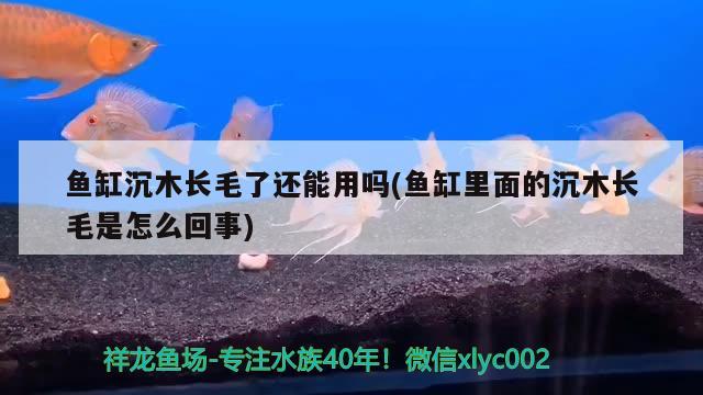 鱼缸沉木长毛了还能用吗(鱼缸里面的沉木长毛是怎么回事) 黑白双星 第1张