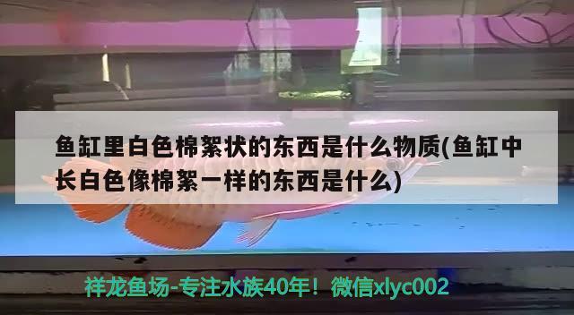 鱼缸里白色棉絮状的东西是什么物质(鱼缸中长白色像棉絮一样的东西是什么)